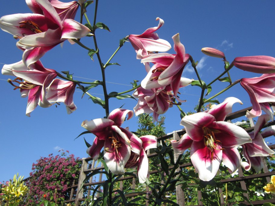 Лилия Анастасия (от-гибрид)