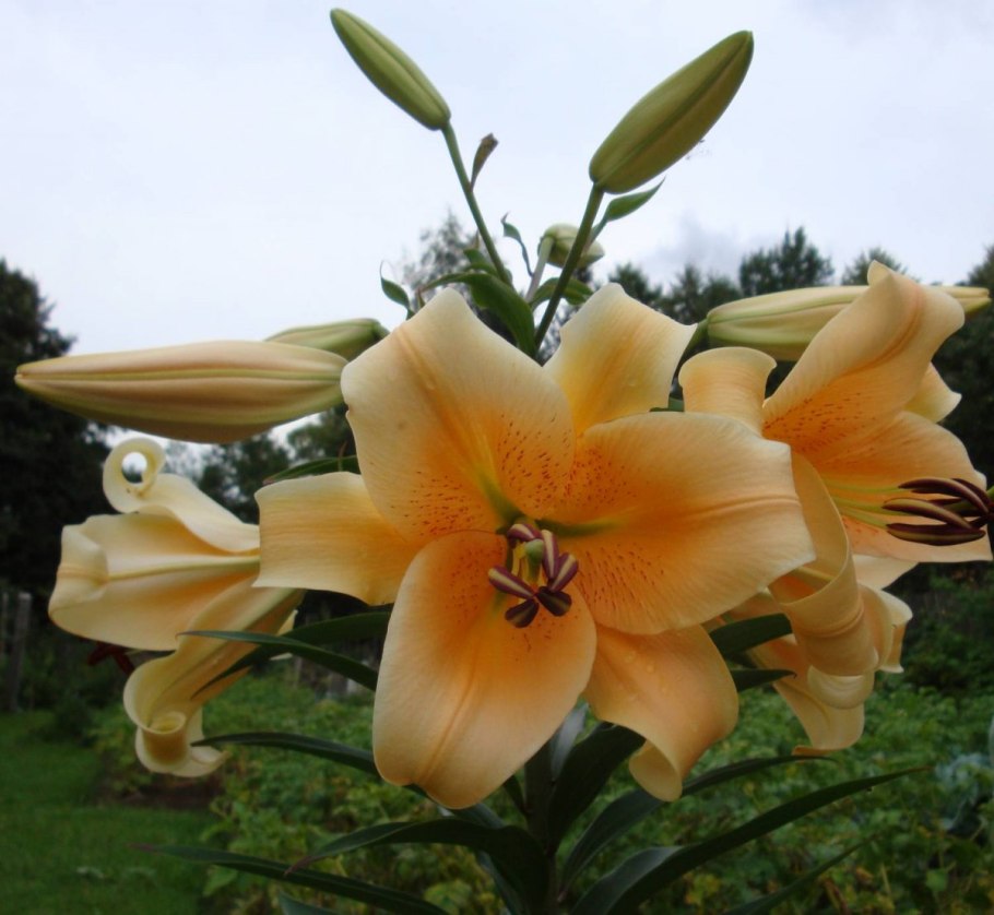 Лилия Гарден Эффеэр