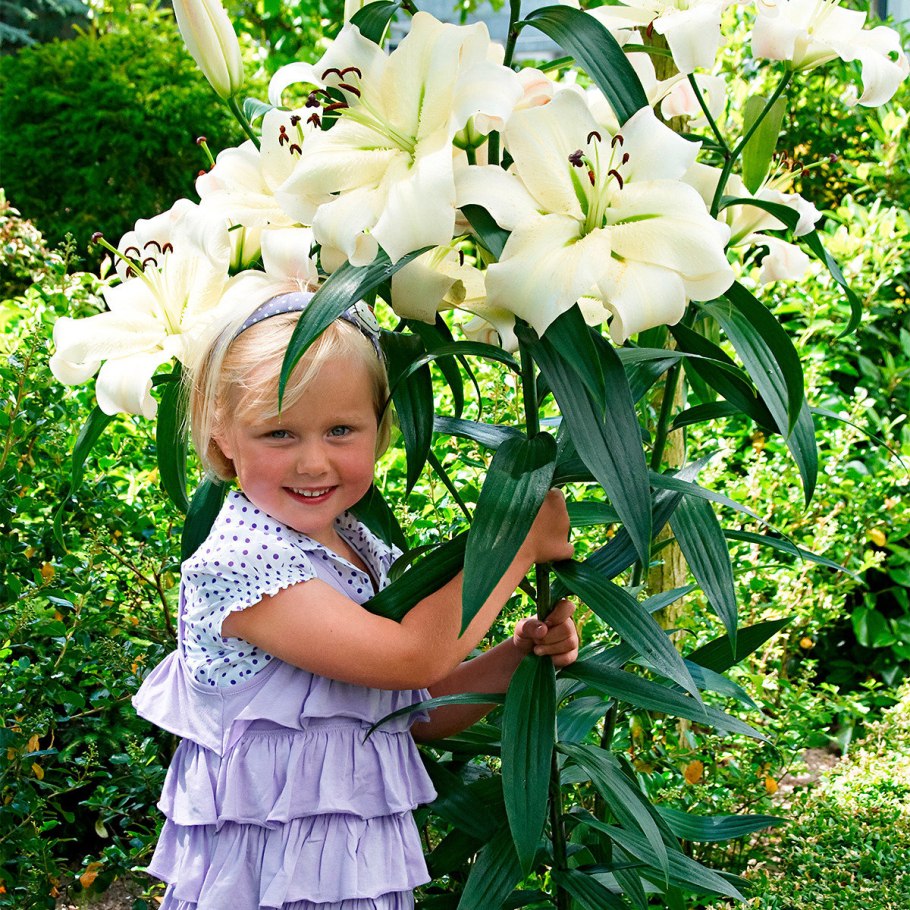 Лилия Восточная Muscadet