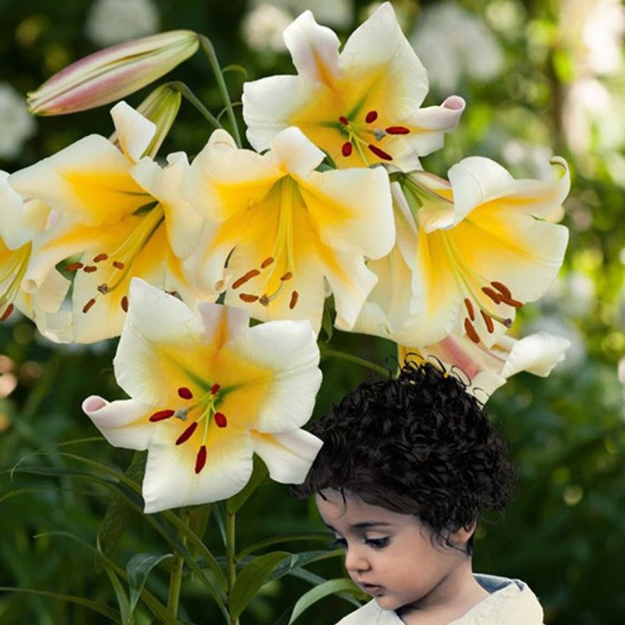 Лилия гибрид Lavon