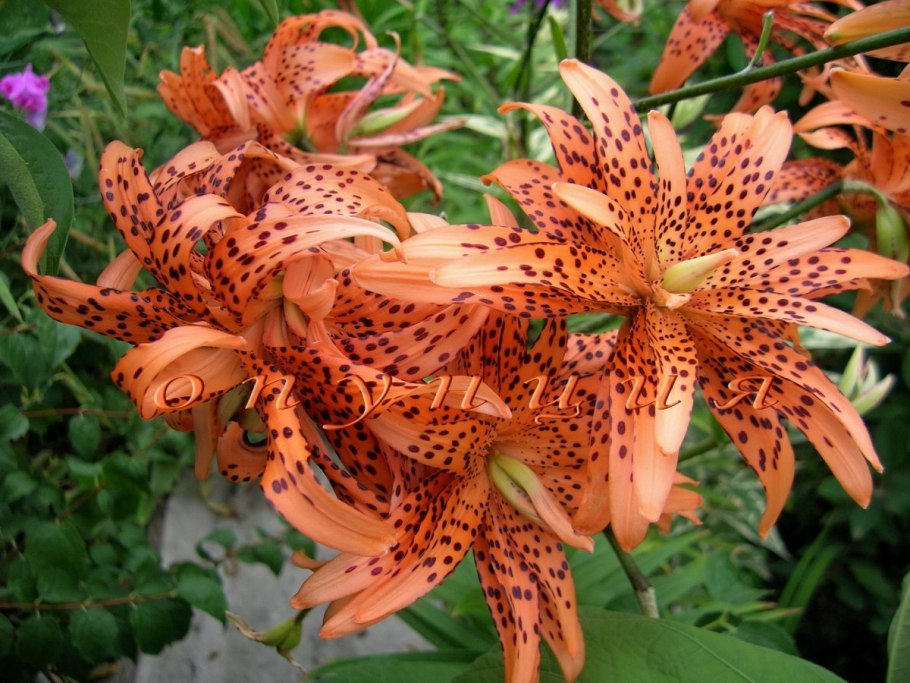 Лилия Регале альбум трубчатая