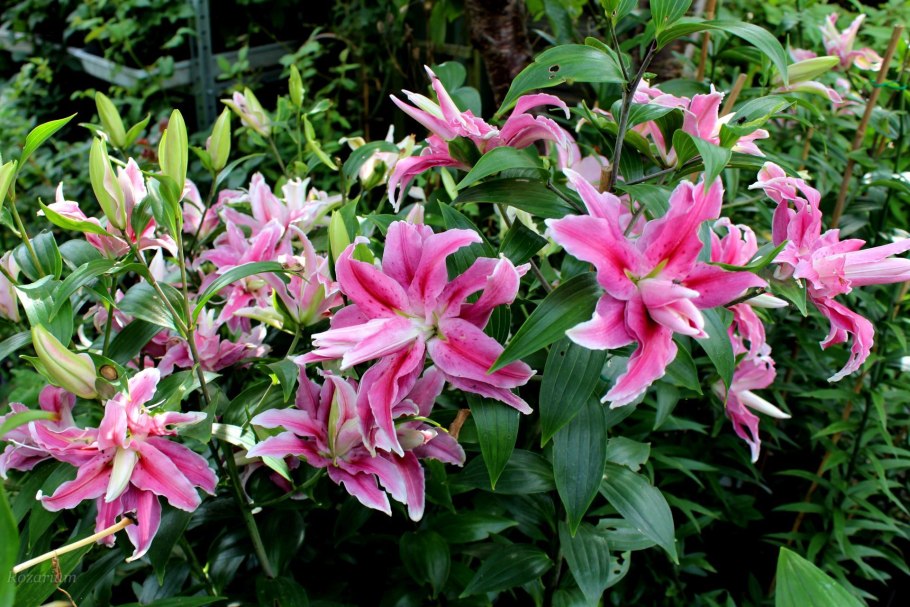 Лилия Roselily Аннушка