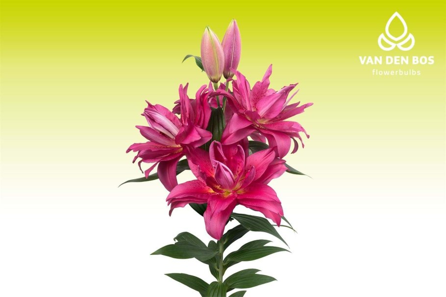 Лилия азиатская Каскавель