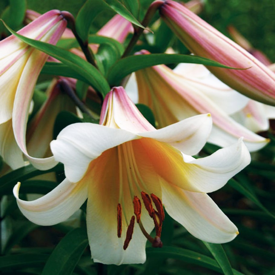 Лилия Гарден Эффеэр