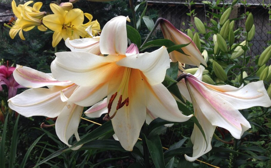 Лилия Гарден Эффеэр