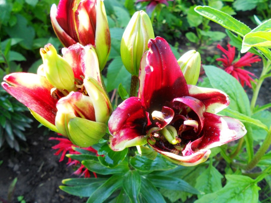 Лилия ла-гибрид Литовен