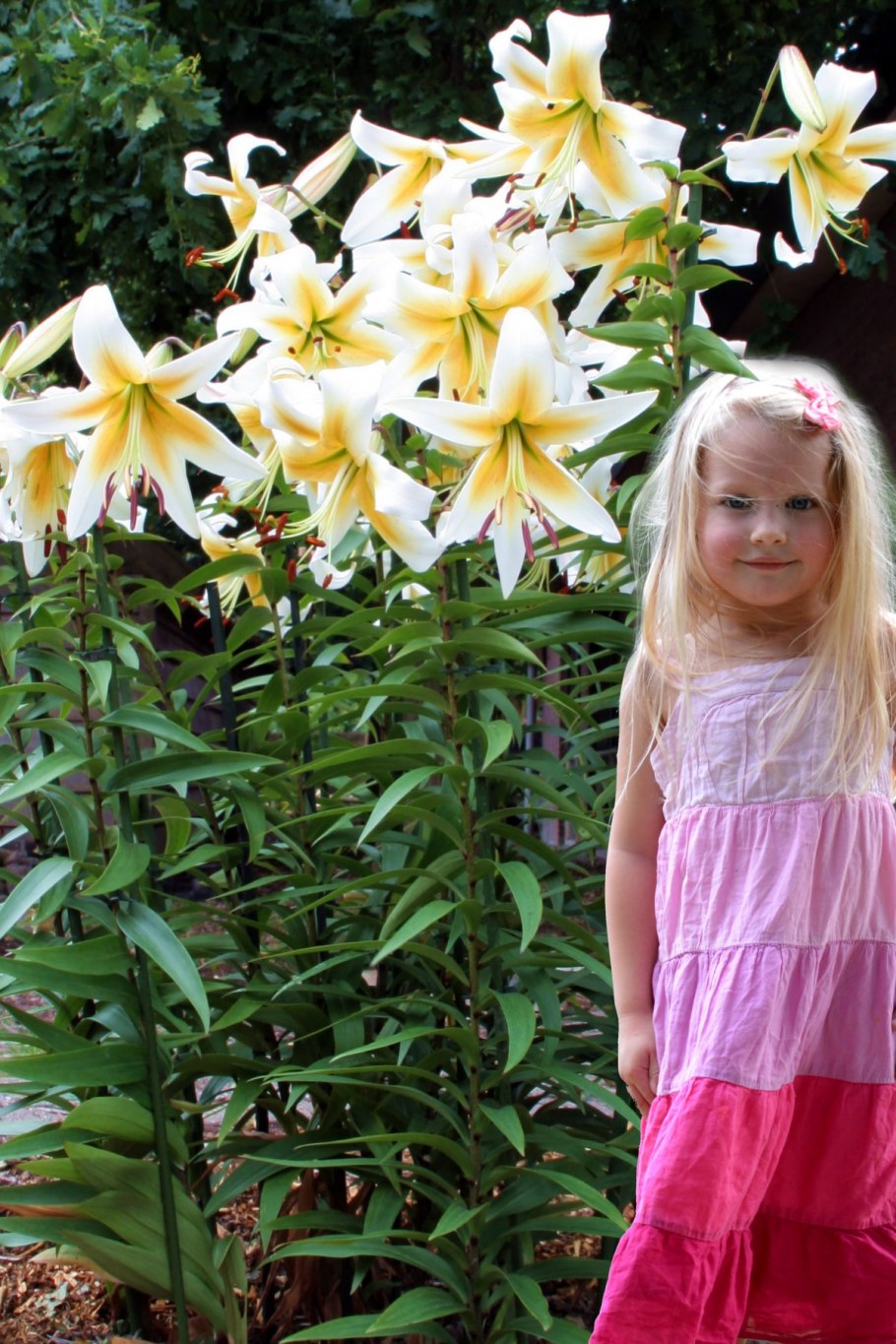 Лилия Истерн Мун