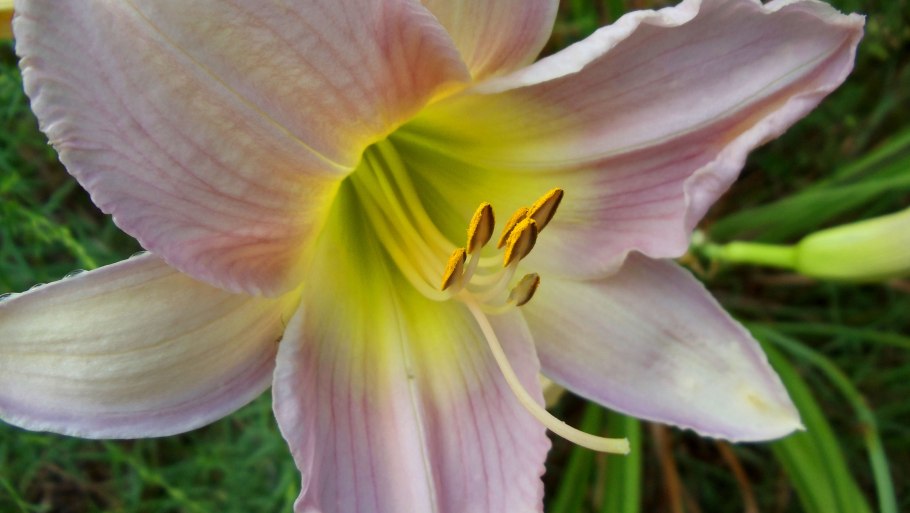 Лилия Тимото