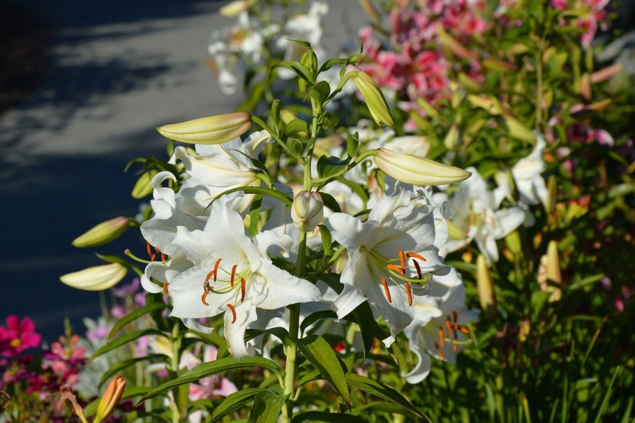 Лилия Айдахо восточные гибриды