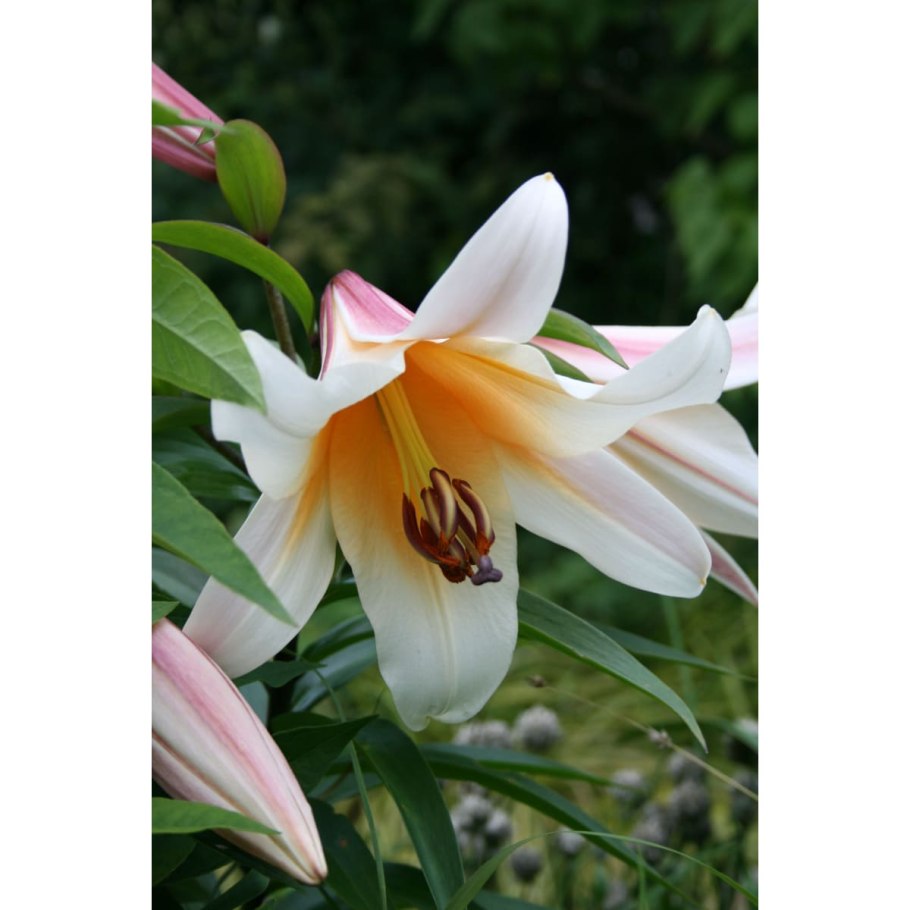 Лилия Miss peculiar