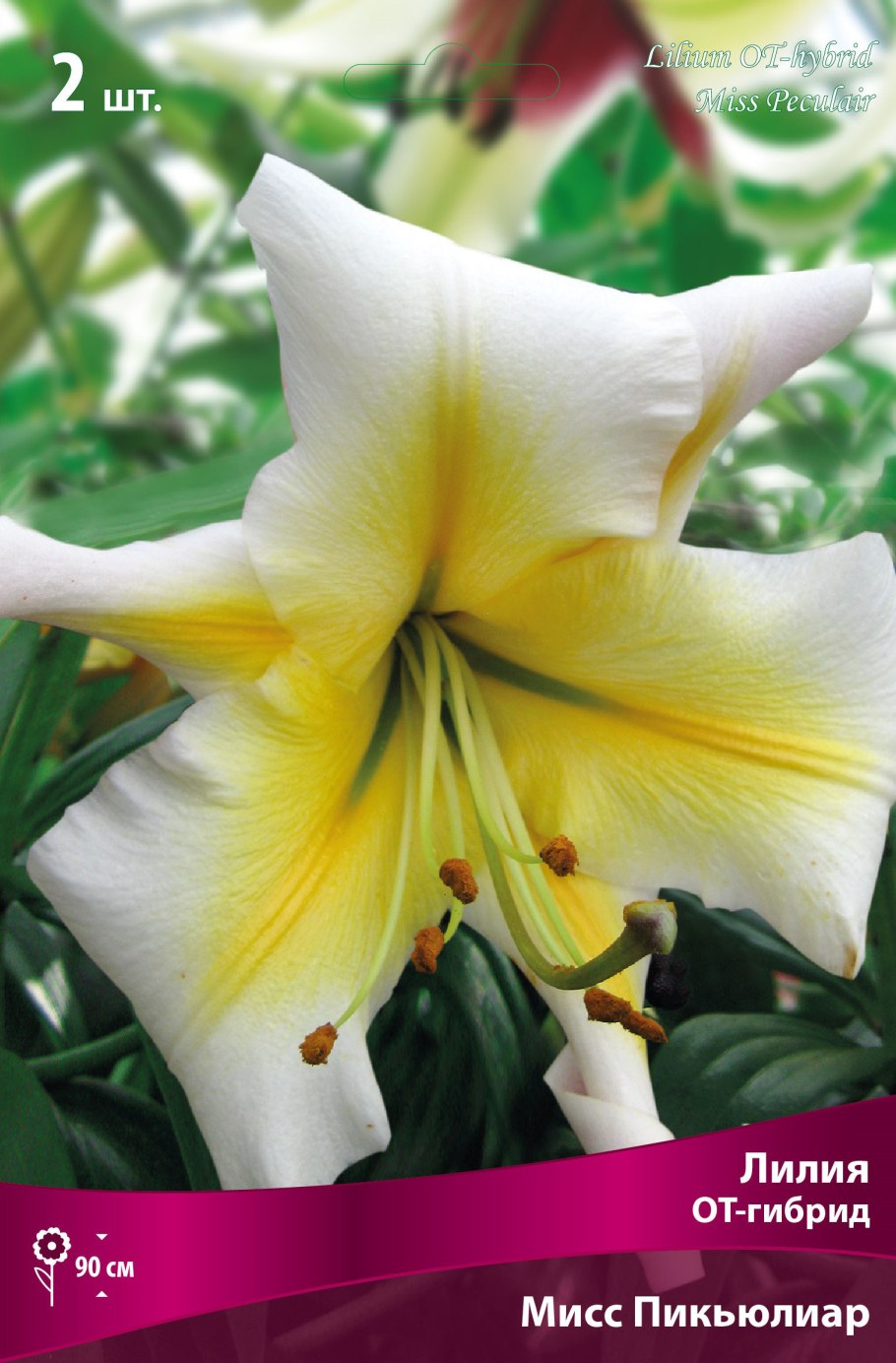 Лилия Хай ти / Гарден Эффеэр