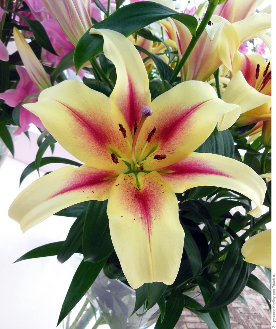 Лилия Беверли дримс