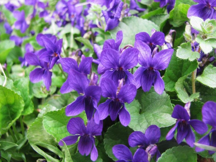 Viola odorata фиалка душистая