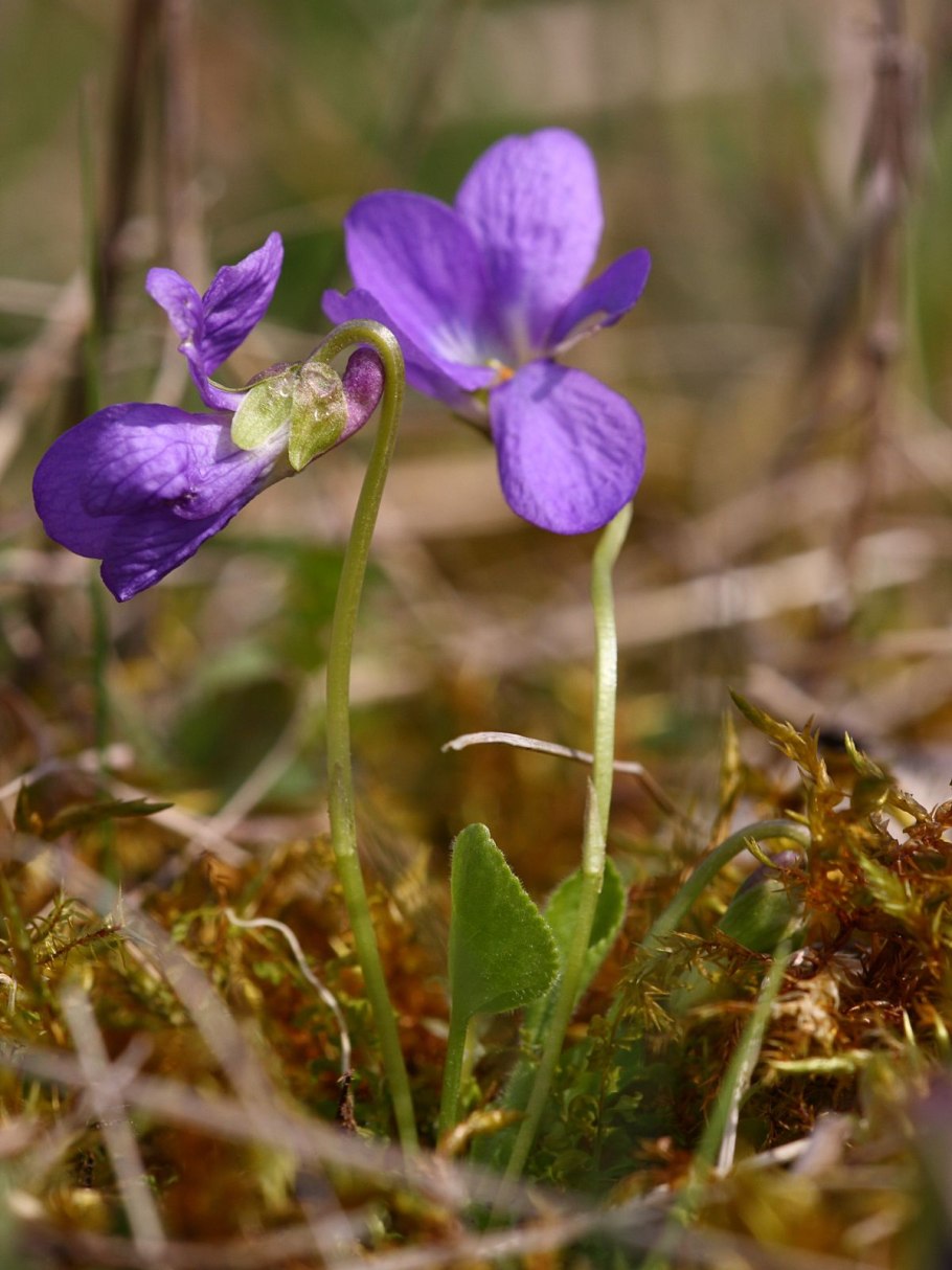 Степные голубые фиалки