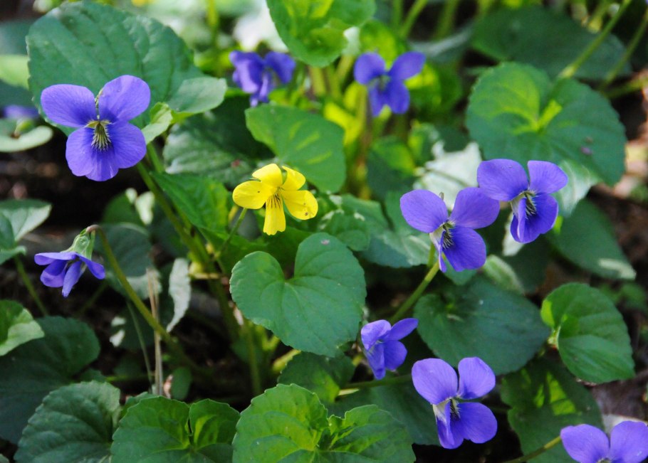 Синяя фиалка Полевая