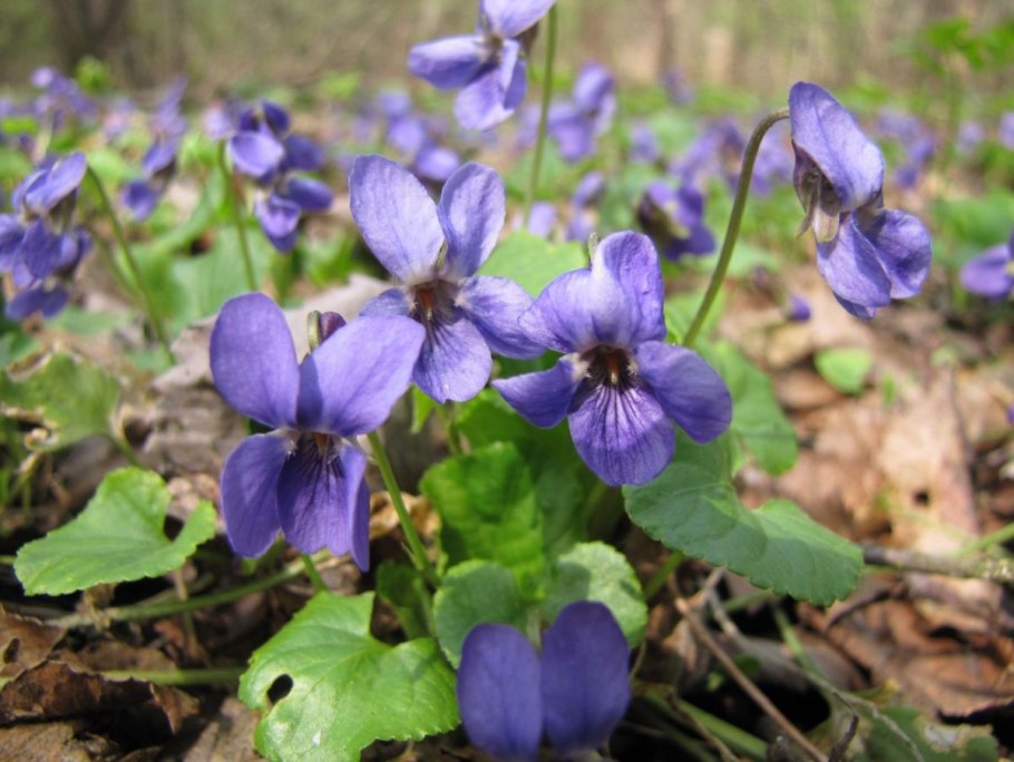 Viola odorata растение