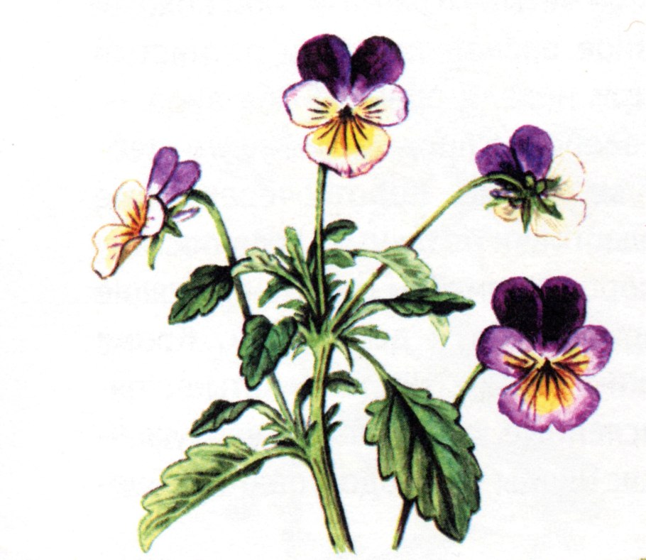 Фиалка трехцветная Фармакогнозия