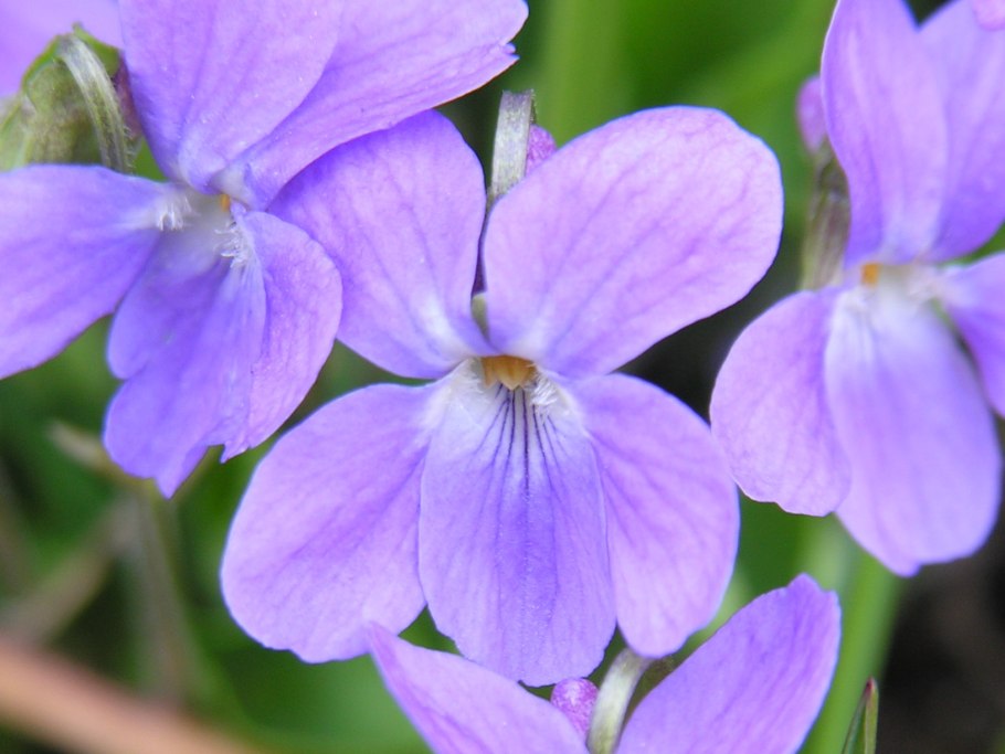 Фиалка опушённая