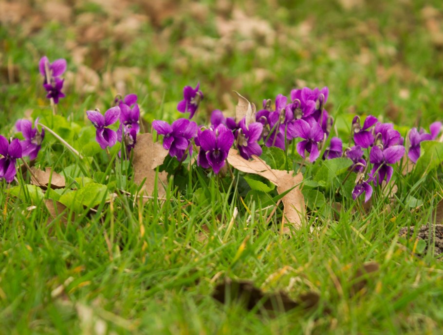 Крым фиалки Дикие