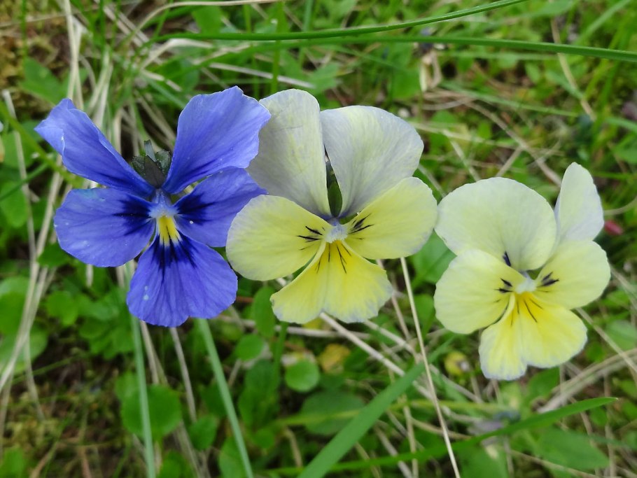 Viola altaica