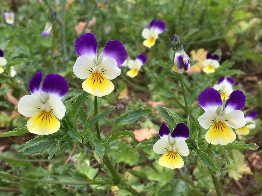 Фиалка трехцветная Полевая
