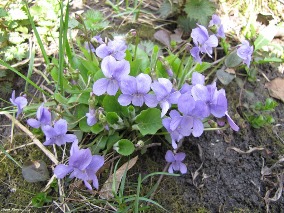 Фиалка коротковолосистая