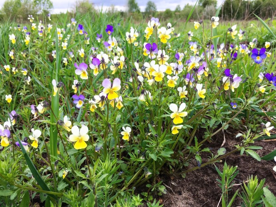 Фиалки трехцветной и полевой трава