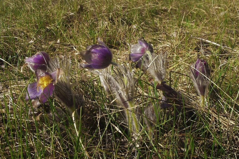 Весенние эфемероиды