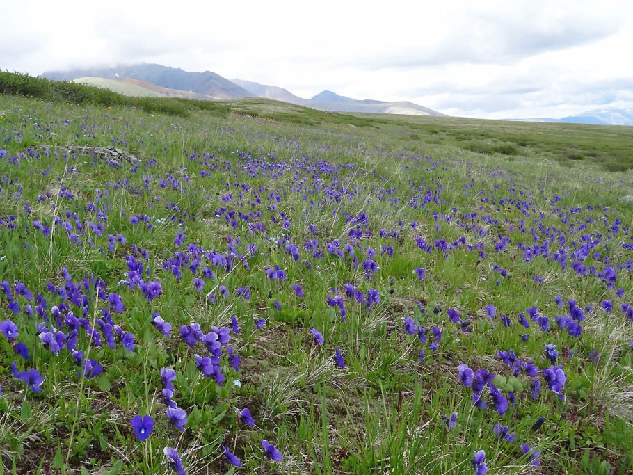 Дикая узамбарская фиалка