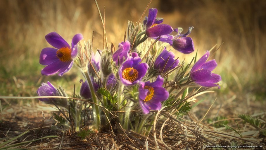 Первоцветы Забайкалья