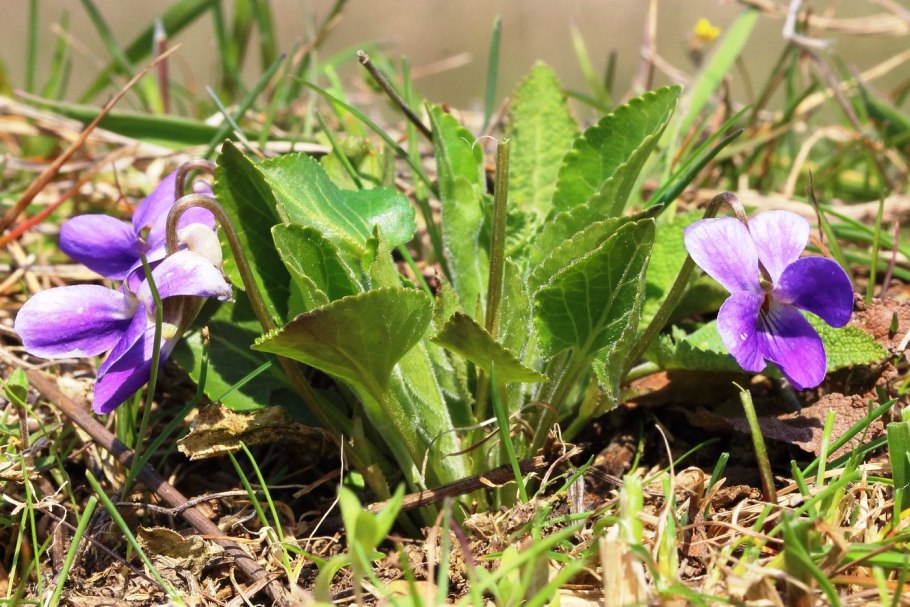 Фиалка сомнительная