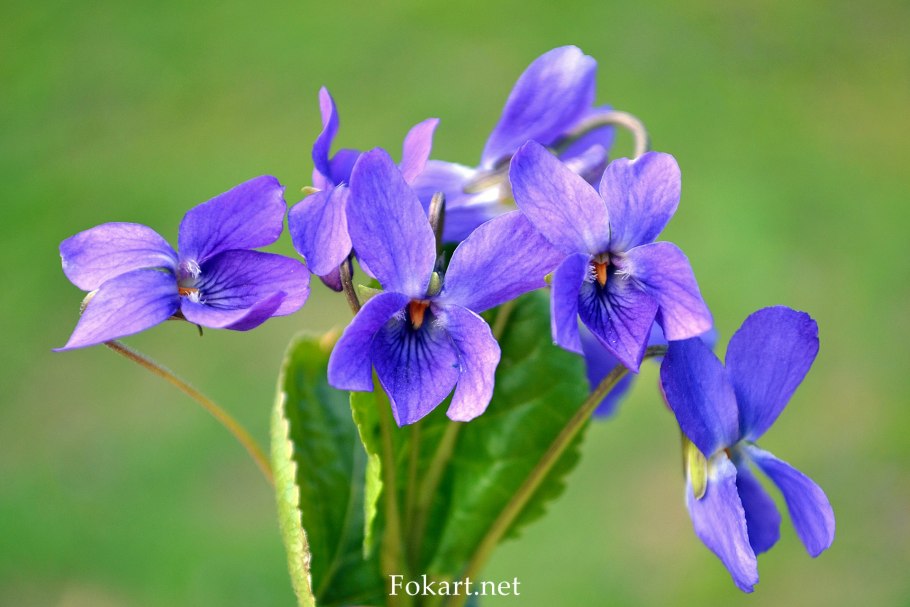 Цветок редкий который фиалка душистая