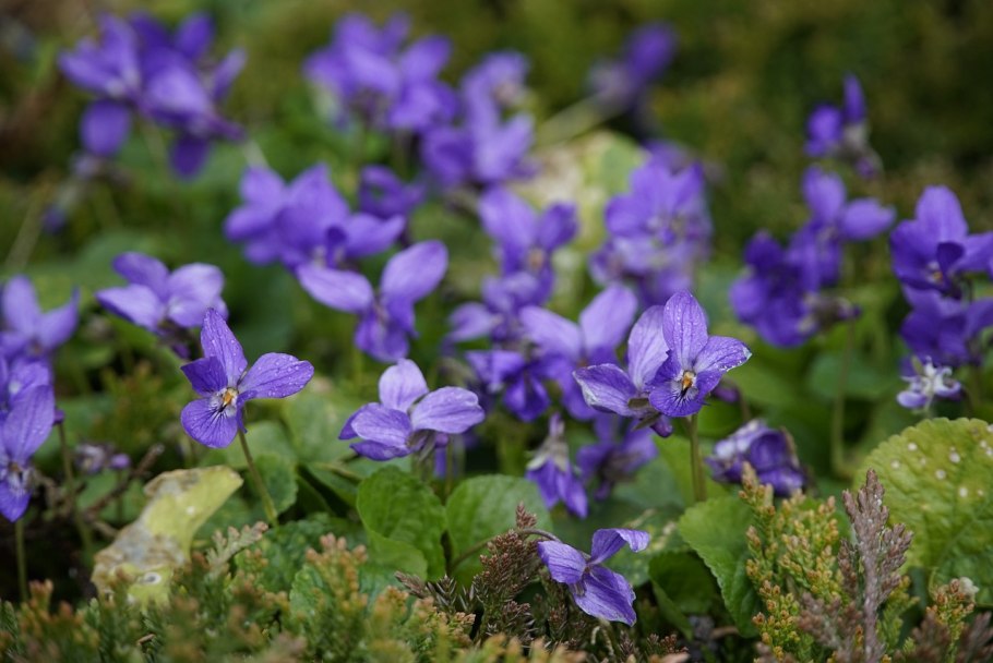 Лесные фиалки