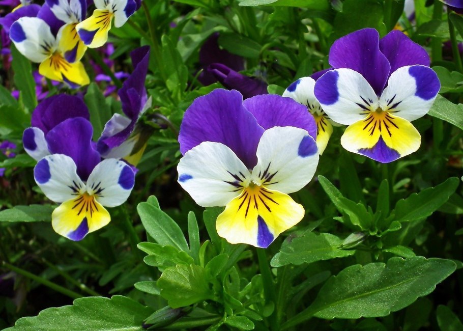 Анютины глазки