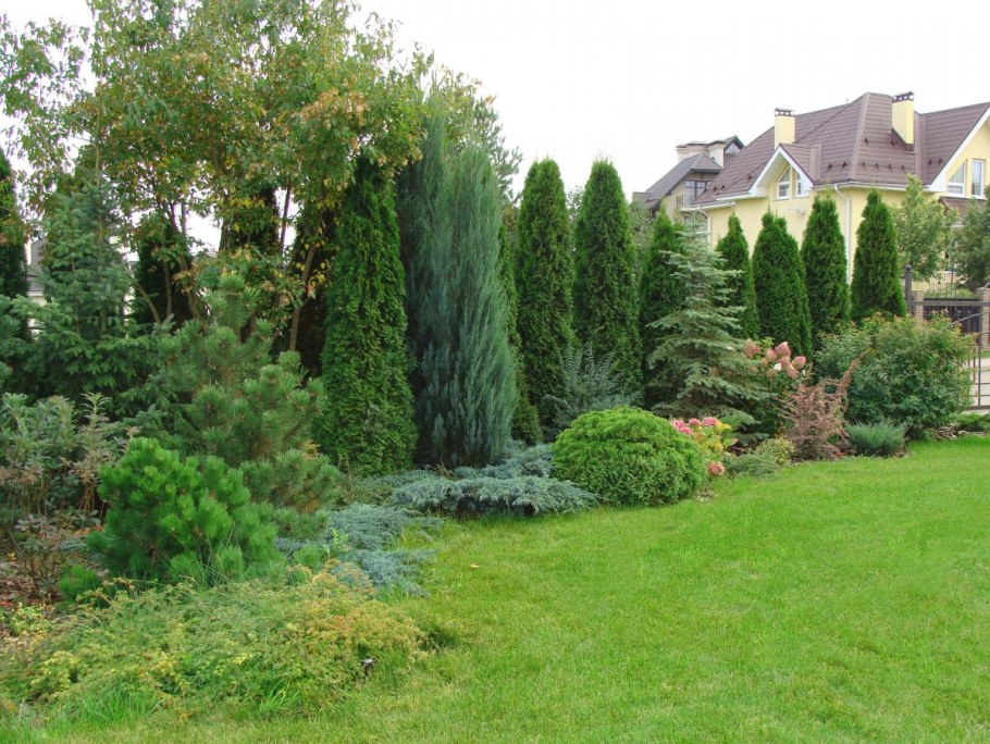 Спирея геопластика