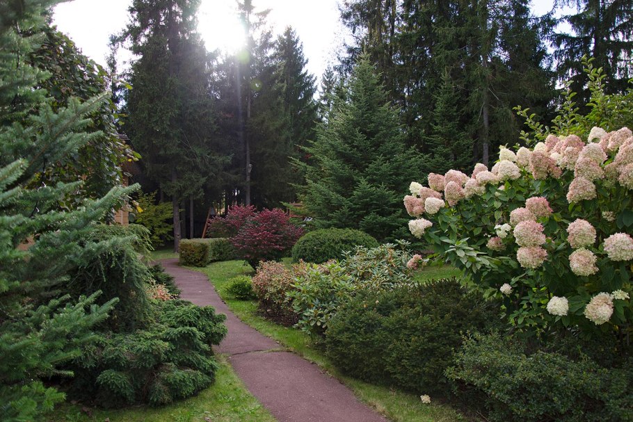 Хвойные туи можжевельники