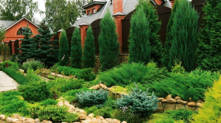 Ель Нидиформис в ландшафтном