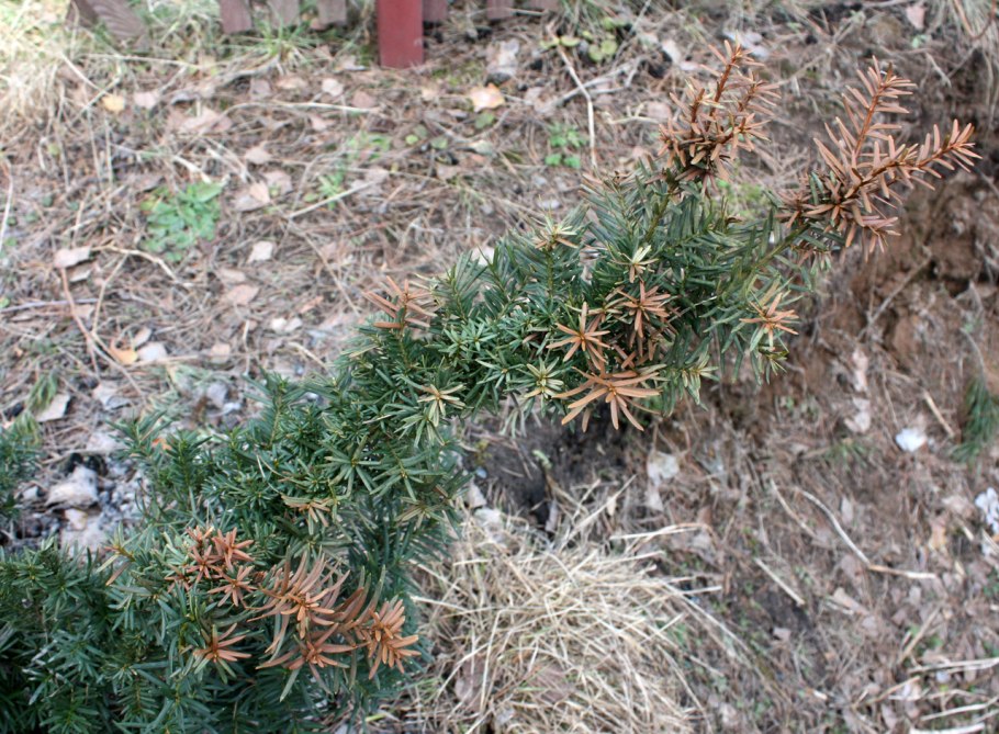 Тис средний Хилли зимой