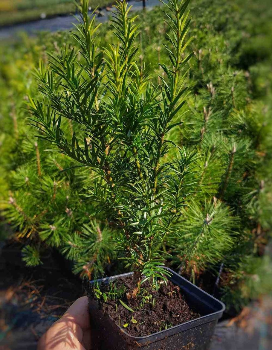 Тис Taxus