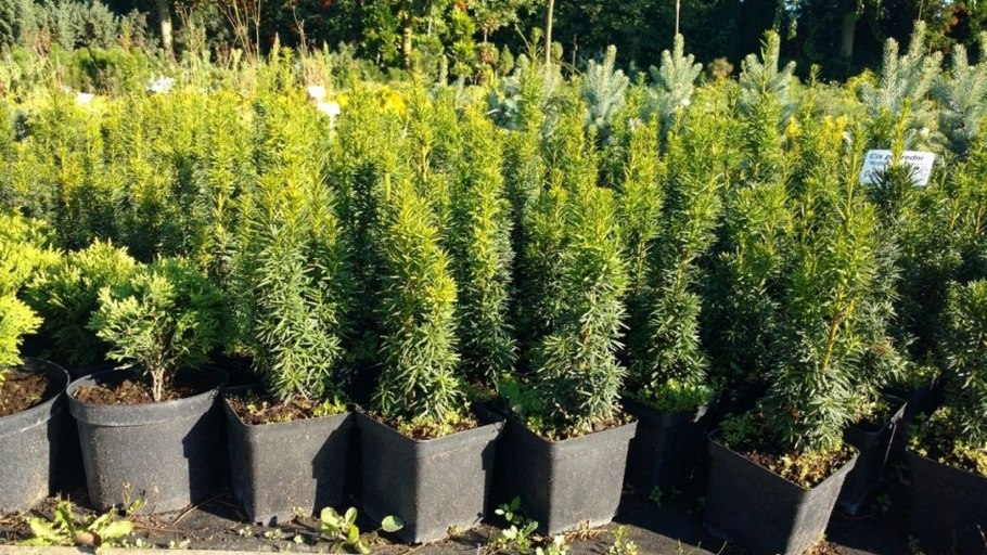 Тис Taxus ×Media 'Wojtek'