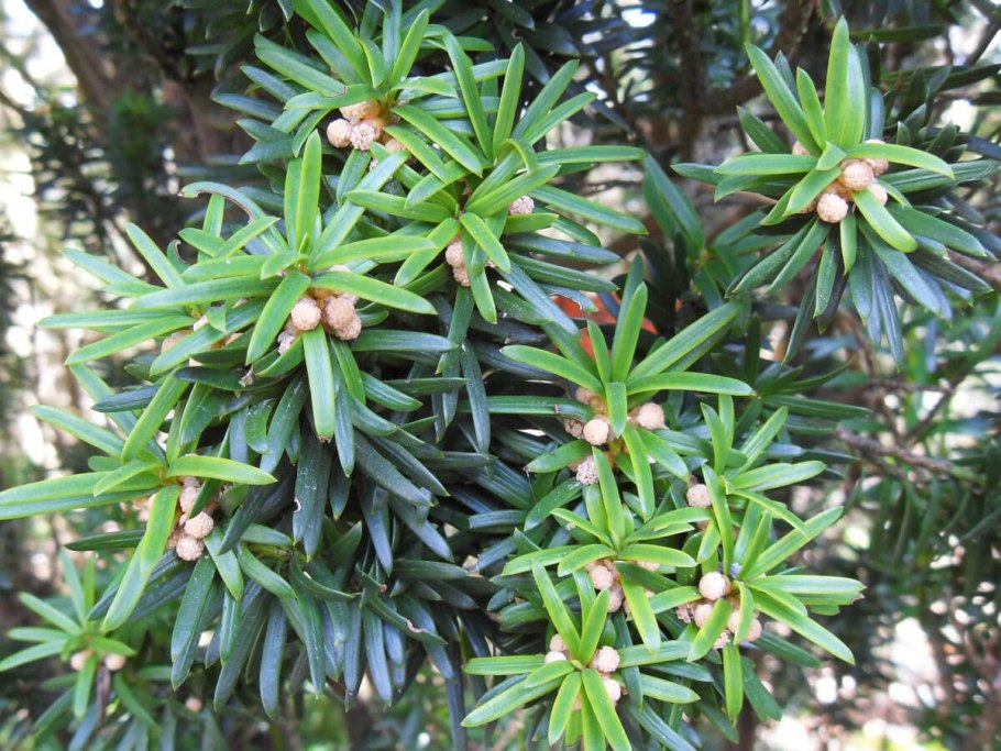 Тис ягодный Taxus baccata