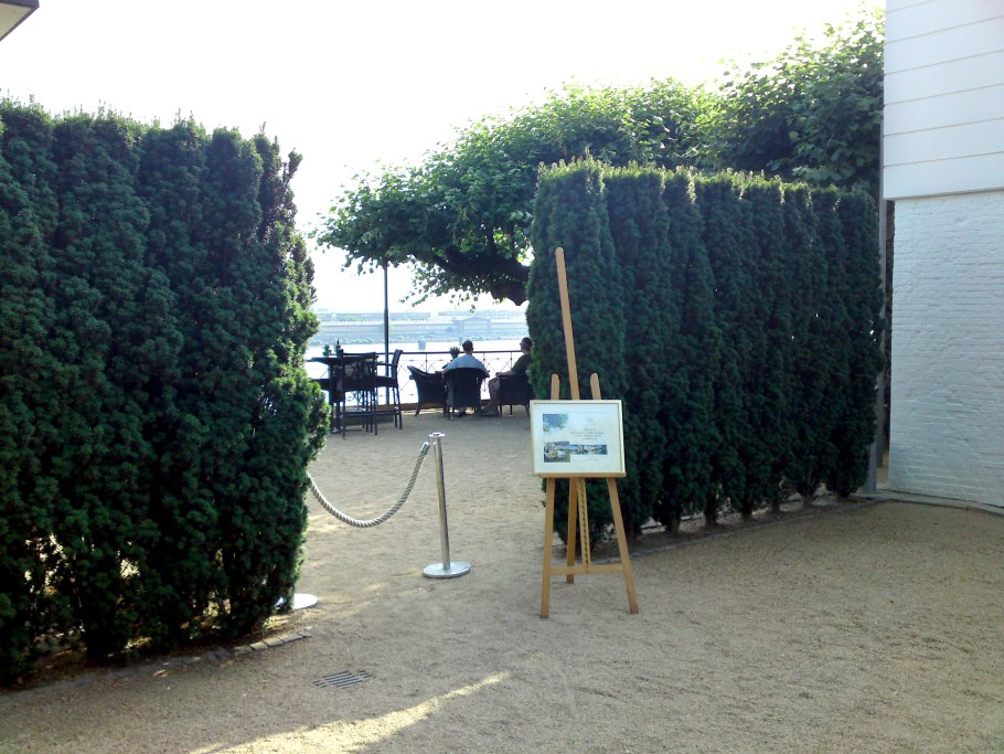 Тис ягодный Taxus baccata