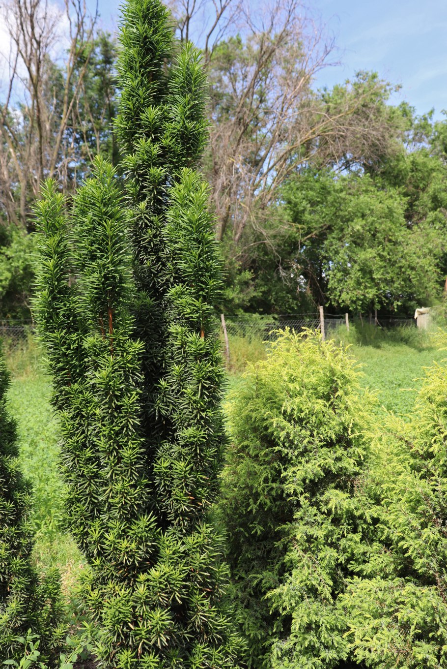 Тис средний Войтек