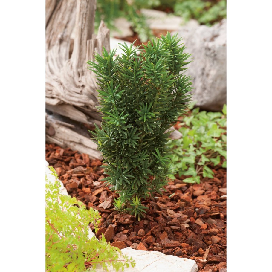 Тисс ягодный - Taxus baccata l