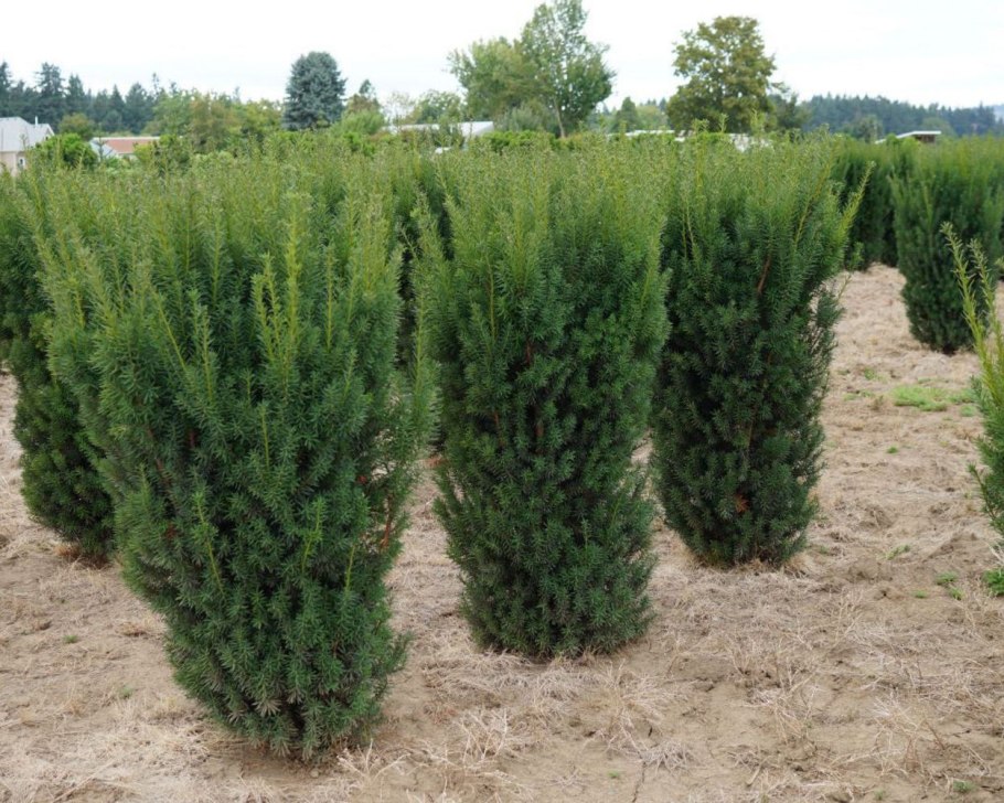 Тис средний Хикси