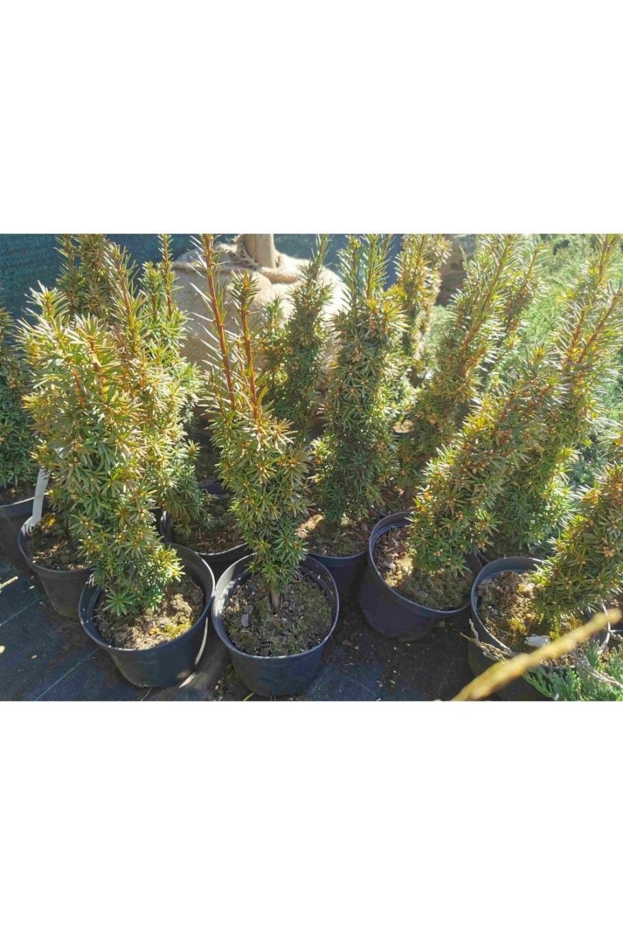 Тис средний Хикси