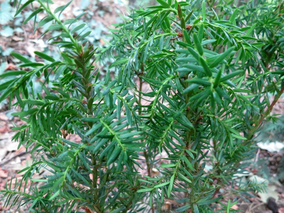 Тис средний Хикси