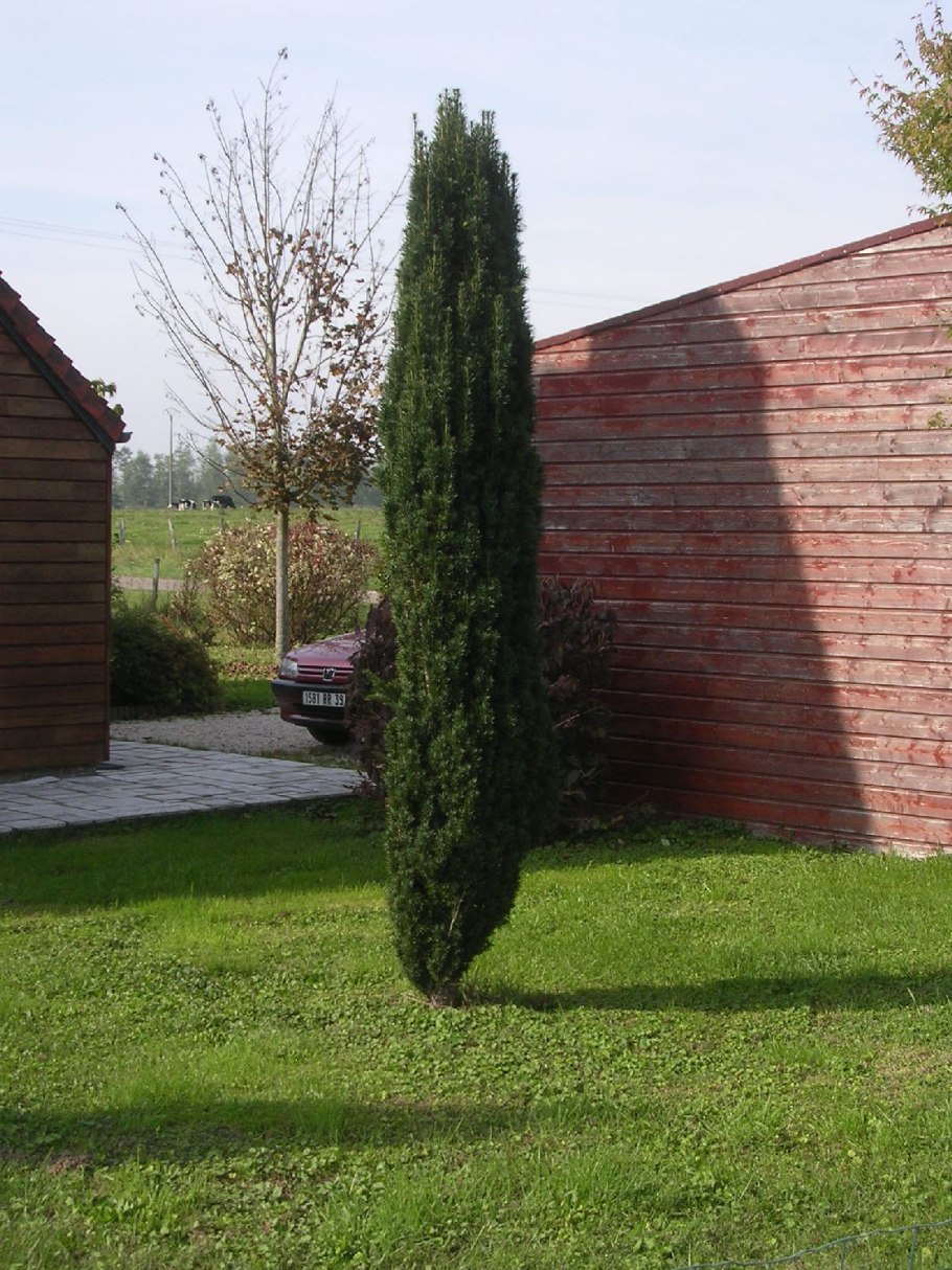 Тисс Хессей