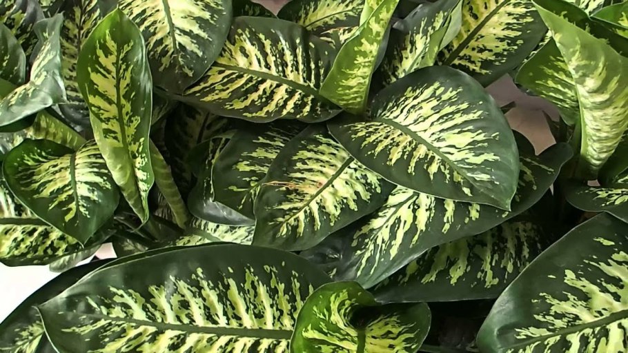 Dieffenbachia Amoena