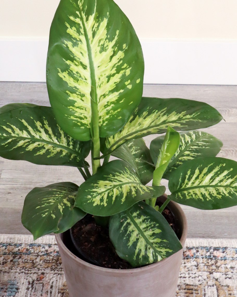 Диффенбахия Dieffenbachia Камилла